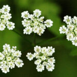 Rough Chervil - Chaerophyllum temulentum