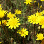 Rough Hawkbit - Leontodon hispidus