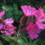 Rue-leaved saxifrage - Silene dioica