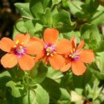 Scarlet Pimpernel - Anagallis arvensis