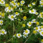 Scented Mayweed - Matricaria recutita