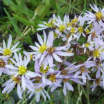 Sea Aster - Aster tripolium