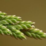 Sea Fern-grass - Catapodium marinum