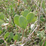 Sea Purslane - Halimione portulacoides