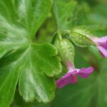 Shining Crane’s bill - Geranium lucidum