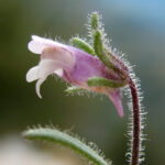 Small Toadflax - Chaenorhinum minus