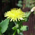 Smooth Sowthistle - Sonchus oleracus