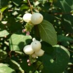 Snowberry - Symphoricarpus