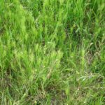 Soft-brome - Bromus mollis