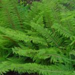 Soft shield-fern - Polystichum setiferum