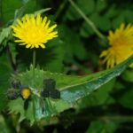 Sowthistle species - Sonchus