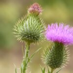 Spear Thistle - Cirsium vulgare