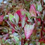 Spear Leaved Orache - Atriplex prostrata