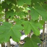 Sycamore - Acer pseudoplatanus