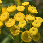 Tansy - Tanacetum vulgare