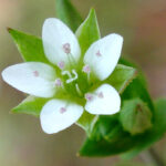 Thyme-leaved Sandwort - Arenaria serpyllifolia