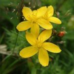 Toadflax Leaved St Johns Wort - Hypericum linariifolium