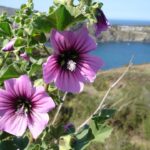 Tree Mallow - Lavatera arborea