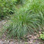 Tufted Hair-grass - Deschampsia caespitosa