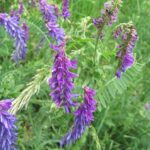 Tufted Vetch - Vicia cracca