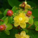 Tutsan - Hypericum androsaemum