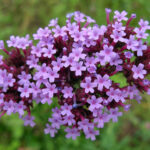 Vervain - Verbena officinalis