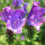 Viper’s-bugloss - Echium vulgare