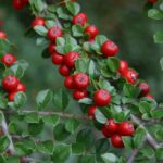 Wall Cotoneaster - Cotoneaster horizontalis