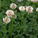 White Clover - Trifolium dubium