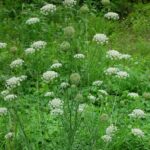 Wild Carrot - Daucus carota ssp