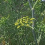 Wild Fennel - Foeniculum vulgare