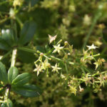 Wild Madder - Rubia peregrina