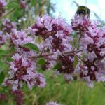 Wild Marjoram - Origanum vulgare