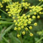 Wild Parsnip - Pastinaca sativa