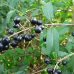 Wild Privet - Ligustrum vulgare