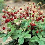 Wild Strawberry - Fragaria vesca