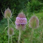 Wild Teasel - Dipsacus fullonum