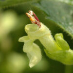 Wood Sage - Teucrium scorodonia