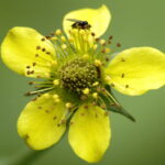 Wood-avens - Geum urbanum