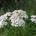 Yarrow - Achillea millefolium