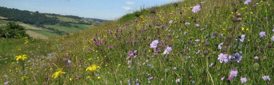 Plan for bugs to flourish in Radford Park