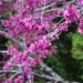 Picture of Judas Tree