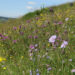 Picture of a meadow in bloom